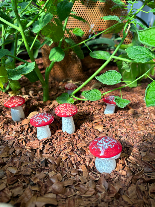 Garden Mushroom