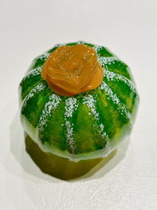 Round Succulent