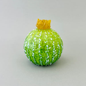 Round Succulent
